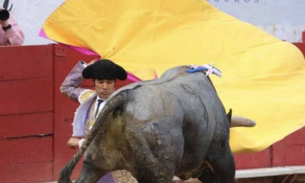 MORENA ANALIZA PROPUESTA PARA PROHIBIR LAS CORRIDAS DE TOROS EN EL PAÌS